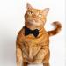 2 Pcs Velvet Bowtie Cat Collar with Bell Adjustable Breakaway Cat Collars Kitten Small Puppy Safety Bow Tie Solid Wedding Red Cat Collar for Boy Girl Cats - Buy Online on GoSupps.com