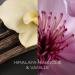 Botanica by Air Wick XL Candle - 90 Hours of Himalaya Magnolia & Vanilla Fragrance - Sustainably Made 500g in Glass - 1 Pack - Buy Online on GoSupps.com