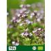 Biojoy Thym de Breckland BIO (250 g) s ch et coup pour du th (Thymus serpyllum) - Buy Online on GoSupps.com