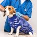 Buy Hjumarayan Dog Body After Castration | Breathable Blue & White Striped Recovery Suit for Male & Female Dogs - Buy Online on GoSupps.com