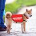 Nervous Rescue Dog Jacket Vest Nervous Rescue Do Not Pet Dog Vest Dog Walking Slogan Warning Vest (Nervous Pet M) - Buy Online on GoSupps.com
