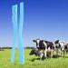 10pcs Livestock Plastic Cattle Identification s - Durable Cow Marking Bands for Easy Farm Management and Animal Tracking - Buy Online on GoSupps.com