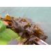 Laminaria Japonica Dried Seaweed Leaf for Seaweed Kombu Kelp Flakes Seaweed Leaves (500g) - Buy Online on GoSupps.com