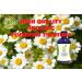 Organic Herbal Remedies 100ml Feverfew Tincture - Buy Online on GoSupps.com