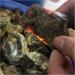 50-500g Natural Amber raw Stone Crystal Rough Rock specimens Home Decor (Size : About 100g) - Buy Online on GoSupps.com