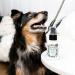Poo-Pourri Pawsitively Fresh Pet Odor Eliminator Spray - Travel Size 1.4 Fl Oz - Buy Online on GoSupps.com