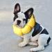 KUDES Sunflower Small Dog Recovery Collar - Adjustable E-Collar for Wound Healing - Elizabethan Collar for Small Pets - Cute Design - Size Small (up to 4lb) - Buy Online on GoSupps.com