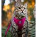 RC Pet Products Adventure Kitty Harness - Small Teal - Buy Online on GoSupps.com