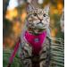 RC Pet Products Adventure Kitty Harness Cat Walking Harness Medium Teal (53804015) M Teal - Buy Online on GoSupps.com
