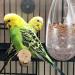 POPETPOP Parakeet Food Small Bird Feeder Bird Feeders Hanging Bird Feeder Bird Feeder Inside House Birdcage Window Frame 15x8cm - Buy Online on GoSupps.com