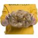 Women Messy Hair Scrunchy Scrunchie Bun Up Do Hair Piece Hair Ribbon Ponytail Hair Extensions Wavy Messy Ash Blonde - Buy Online on GoSupps.com