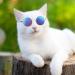 6-Piece Cat Sunglasses for Pets | Funny Retro Circular Eyewear for Small Dogs | Photos Props & Cosplay Glasses in Black & Mix Reflective Colors - Buy Online on GoSupps.com