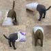 Funny Toothpaste Topper Set - 2 PCs Dog Butt Themed Self-Closing Caps for Easy Toothpaste Dispensing - Buy Online on GoSupps.com