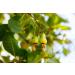 Organic Cashew Pieces 1lb - Non-GMO Kosher Raw Vegan Unsalted Unroasted Bulk - Buy Online on GoSupps.com