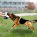 Allayu Dog Bite Sleeve Tool Accessories Universal Training Protector Biting Pillow Pet Accessory Covering Protective Pillows - Buy Online on GoSupps.com