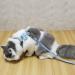 Adjustable H-Shaped Cat Dishes with Leash - Light Soft & Perfect for Cats Puppies & Small Pets (3.0kg-7.5kg) - Blue - Buy Online on GoSupps.com