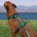Buy Tspro Tactical Dog Harness with Handle - Military Quality Thick Padded Quick Locking for Medium Dogs (20-36 kg) - Khaki M - Buy Online on GoSupps.com