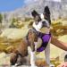 Eagloo Medium Dog Harness - Adjustable Anti-Train Harness with Reflective Strips for Walking & Jogging | Durable Purple Design (1 Pack) - Buy Online on GoSupps.com