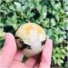 Ornament Natural Crystal Quartz Septarian Jasper Ball for Decoration 1pc for Fengshui Decoration Gift Decoration 50-60mm 1pc - Buy Online on GoSupps.com