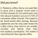 The Divine Foods Premium Filter Kaapi -Roasted & Grounded South Indian Filter Coffee - 100% Peaberry Coffee beans - Buy Online on GoSupps.com