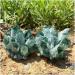 for Natural Green Ghost Phantom Quartz Crystal Cluster Rock Stones and Crystals Specimen Home Decor ERTEYIN - Buy Online on GoSupps.com