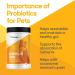 Thomas Labs Acidophilus Forte Digestive Powder 16oz | Probiotic Supplement - Buy Online on GoSupps.com