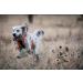 Browning Dog Protection Vest Dog Hunting Vest Safety Orange Medium Orange M - Buy Online on GoSupps.com