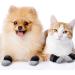 Frienda 8-Piece Anti-Slip Dog Socks for Small Puppies and Kittens - Adjustable Paw Protector with Traction Control in Black and Gray (Size S) - Buy Online on GoSupps.com