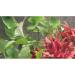 Tropica Anubias gracilis - Buy Online on GoSupps.com
