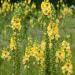 Mullein Leaf Tea Bags - Herbal Mullein Tea 3.17oz (30 Bags) for Immune Support & Natural Wellness - Buy Online on GoSupps.com