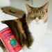 Earthbath Wild Cherry Cat Shampoo 472 ml - Buy Online on GoSupps.com