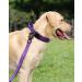 Joytale Tactical Dog Collar for Medium Dogs | Handle & QR Code Tag | Durable Purple Dog Collar - Buy Online on GoSupps.com