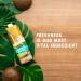 Nature's Greatest Foods Organic Coconut Water - USDA Organic Certified, No Sugar Added, Pure & Refreshing - 33.8 fl oz (Pack of 6) - Buy Online on GoSupps.com