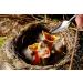 Adhere To Fly Baby Bird Parrot Manual Feeding Syringe Set with 6 Curved Gavage Tubes and Metal Spoon - 20ML - Buy Online on GoSupps.com