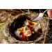 Adhere To Fly Baby Bird Parrot Small Pet Manual Feeding Syringe Set with 6 Pcs Curved Gavage Tubes and Stainless Steel Metal Feeding Spoon (50ML) 50 ml - Buy Online on GoSupps.com
