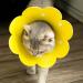 Adjustable Soft Protective Collar for Cats - 2 Pack | Pet Sponge Protection Collar - Ideal for Recovery & Comfort - Buy Online on GoSupps.com