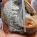 HirrWill 2 Pieces Small Pet Hair Buster Comb Grooming Comb Stainless Steel Long and Short Teeth Comb for Rabbits Hamsters Guinea Pigs Removes Tangles Mats Shed Hair and Dirt (Red and Blue) - Buy Online on GoSupps.com
