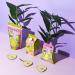 Bubble T Cosmetics Fruitea Pear Bath Bomb Fizzer - 150g - Infused with Essential Oils for Soft, Cleansed Skin - Fruity Scents for All-Day Freshness - Buy Online on GoSupps.com