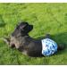 JoyDaog Reusable Dog Diapers for Female Dogs - XXL Large - Pack of 4 in Camouflage Colors - Ideal for Potty Training - Buy Online on GoSupps.com