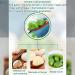 Laba Garlic Pickled Cloves in Jar | Jade Green Garlic | Vegan Chinese Snack | Shandong Specialty - Buy Online on GoSupps.com