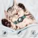 Jiarui Reflective AirTag Cat Neck Band - Adjustable GPS Collar for Cats & Puppies (9-13 inch) with Bell | International Shipping Available - Buy Online on GoSupps.com