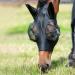Busse Fly Mask Twin Fit Flexi in Black - Premium Horse Protection | International Shipping - Buy Online on GoSupps.com
