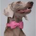 Dogwong Pink Dog Collar with Removable Fly - Adjustable & Comfortable for Small to Large Dogs - Perfect Gift for Pet Lovers - Buy Online on GoSupps.com