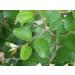 HJK Elantha Elai | Ziziphus Mauritiana Dry Leaf Powder 300g - Buy Online on GoSupps.com
