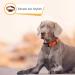 Heele Dog Collar - Soft Padded Neoprene Nylon Adjustable Reflective Collar for Small & Medium Dogs - Training Orange L (40-66 cm) - 1 Pack - Buy Online on GoSupps.com