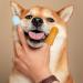 8pcs Pet Toothbrush Finger Dog Toothbrush Pet Two Finger Toothbrush Finger Brush for Dog Teeth Small Dog Toothbrush Silicone Wrap Two Finger Cat Toothbrush - Buy Online on GoSupps.com