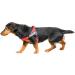 Julius-K9 Belt Harness S/Mini - Red-Grey Color | International Shipping Available - Buy Online on GoSupps.com