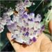 Natural Crystal Cluster Amethyst Specimen Ore Purple Reiki Stone Raw Crystal Home Decor Decoration Gift (Size : 500-600) - Buy Online on GoSupps.com