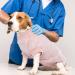 Buy Hjumarayan Dog Body After Op - Breathable Castration Medical Suit for Small to Large Dogs - Comfortable Alternative to Ruff - Pink - Buy Online on GoSupps.com