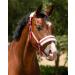 NETPROSHOP Adjustable Solid Horse Halter - Padded Mini Shetty to Full Coldblood - Pink Cob - Buy Online on GoSupps.com